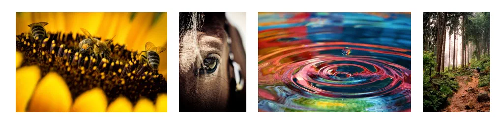Best Free Stock Image and Royalty Free Photography Sites in 2024